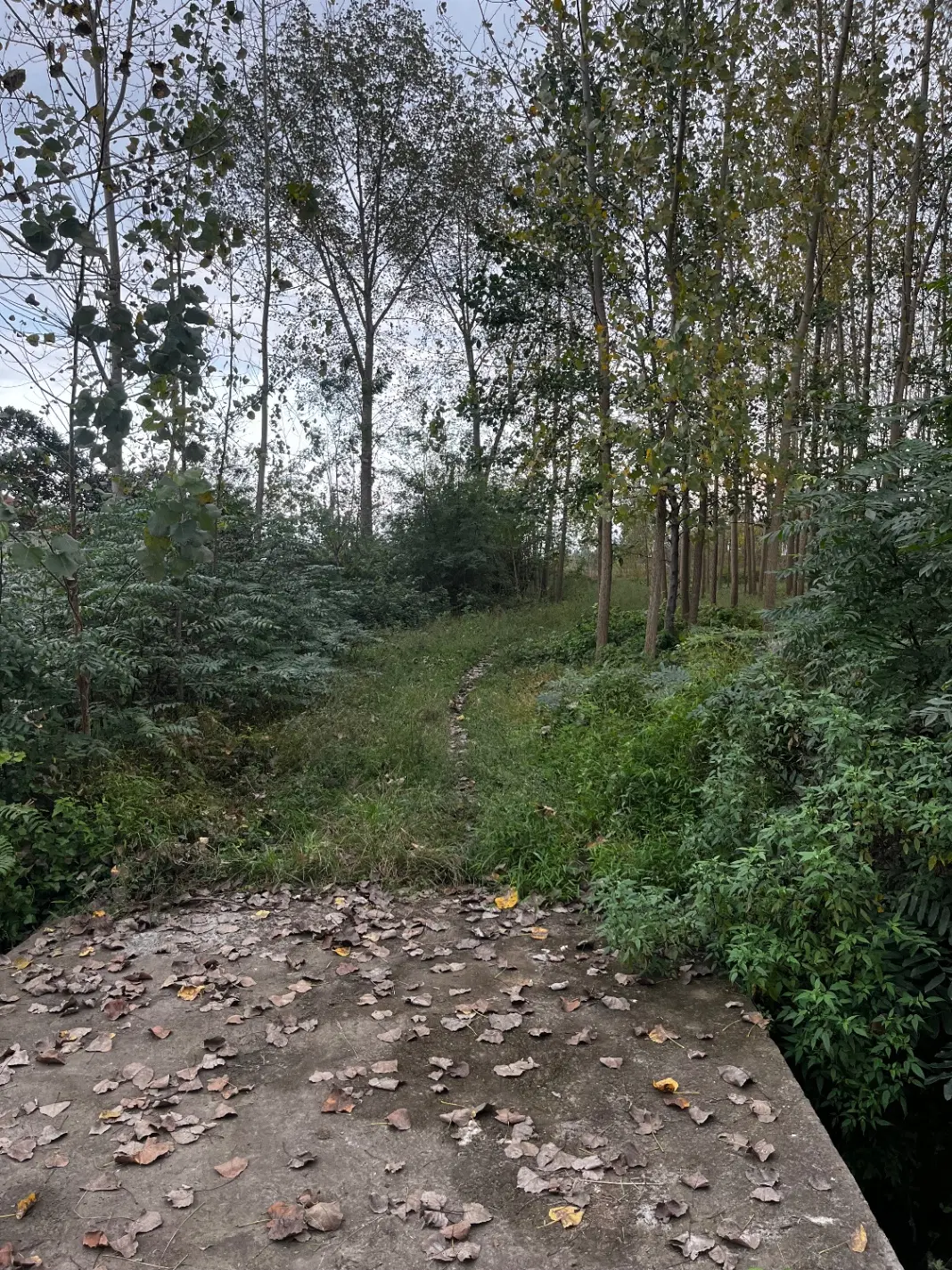 تصویر املاک 62329