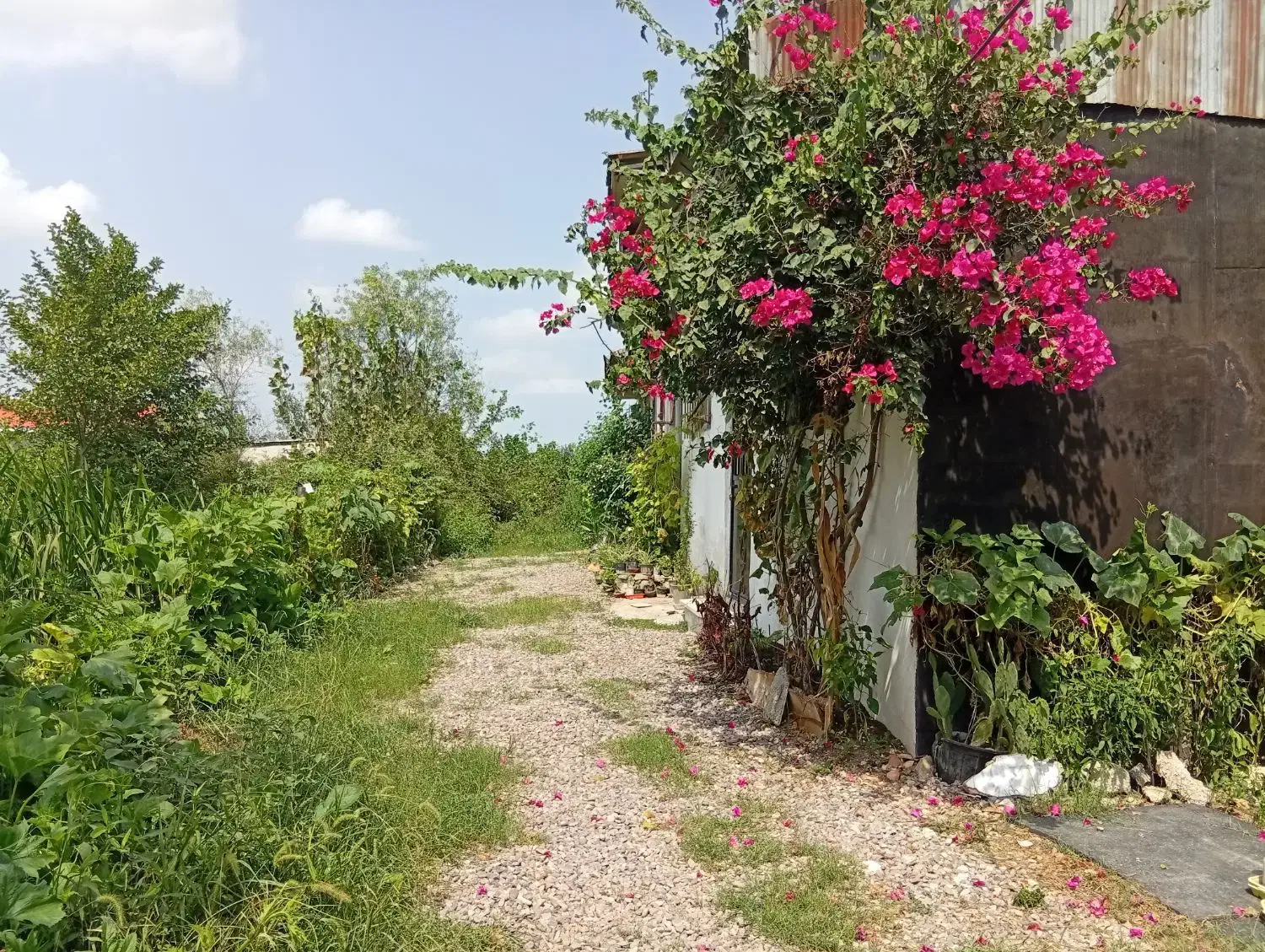 تصویر املاک 4816