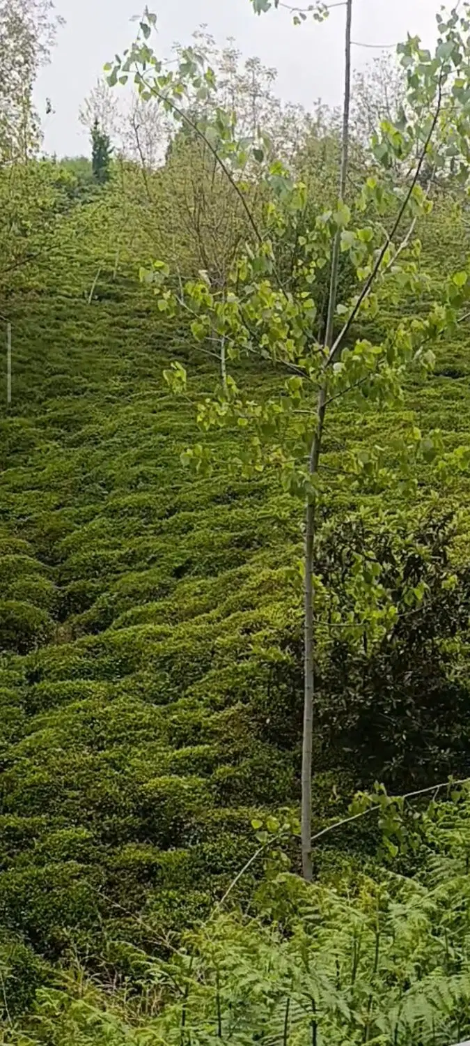 تصویر املاک 125466