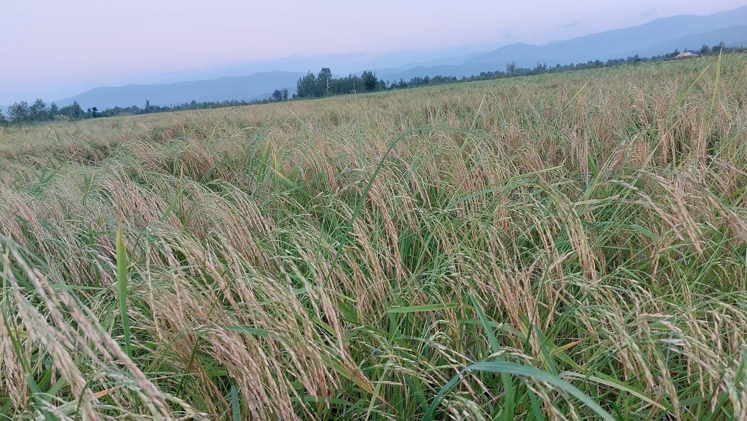 تصویر املاک 3844