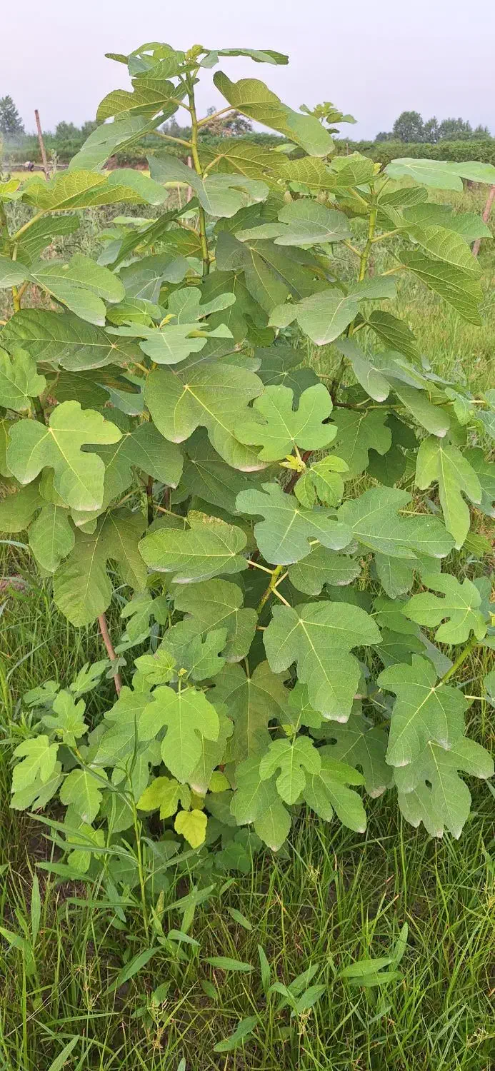 تصویر املاک 9171