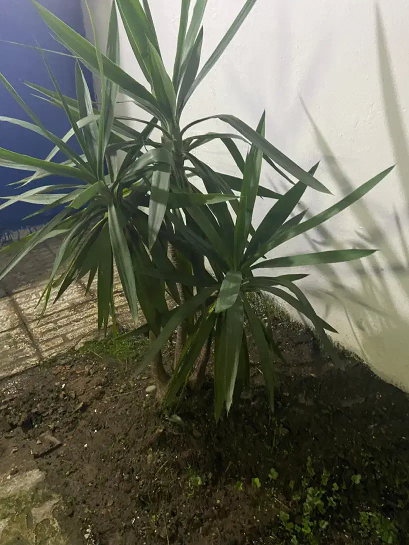 تصویر املاک 18503