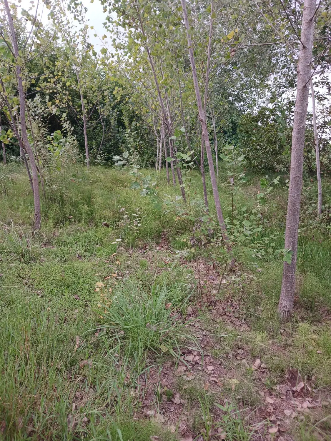 تصویر املاک 121489