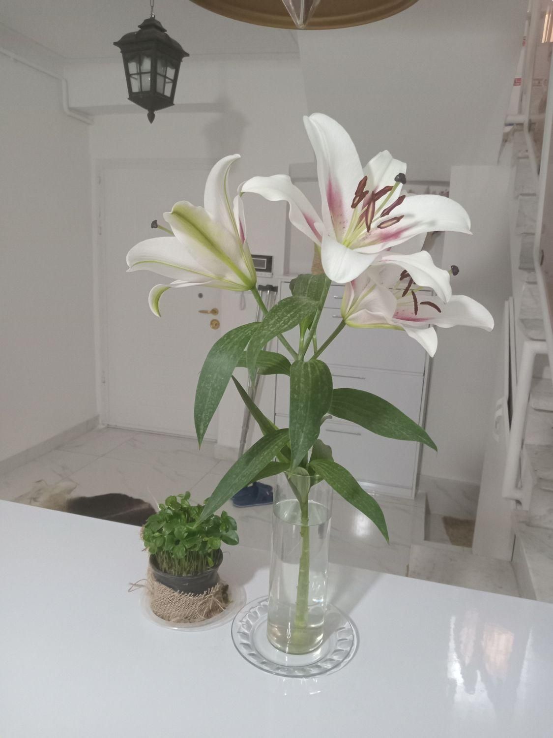 تصویر املاک 22530