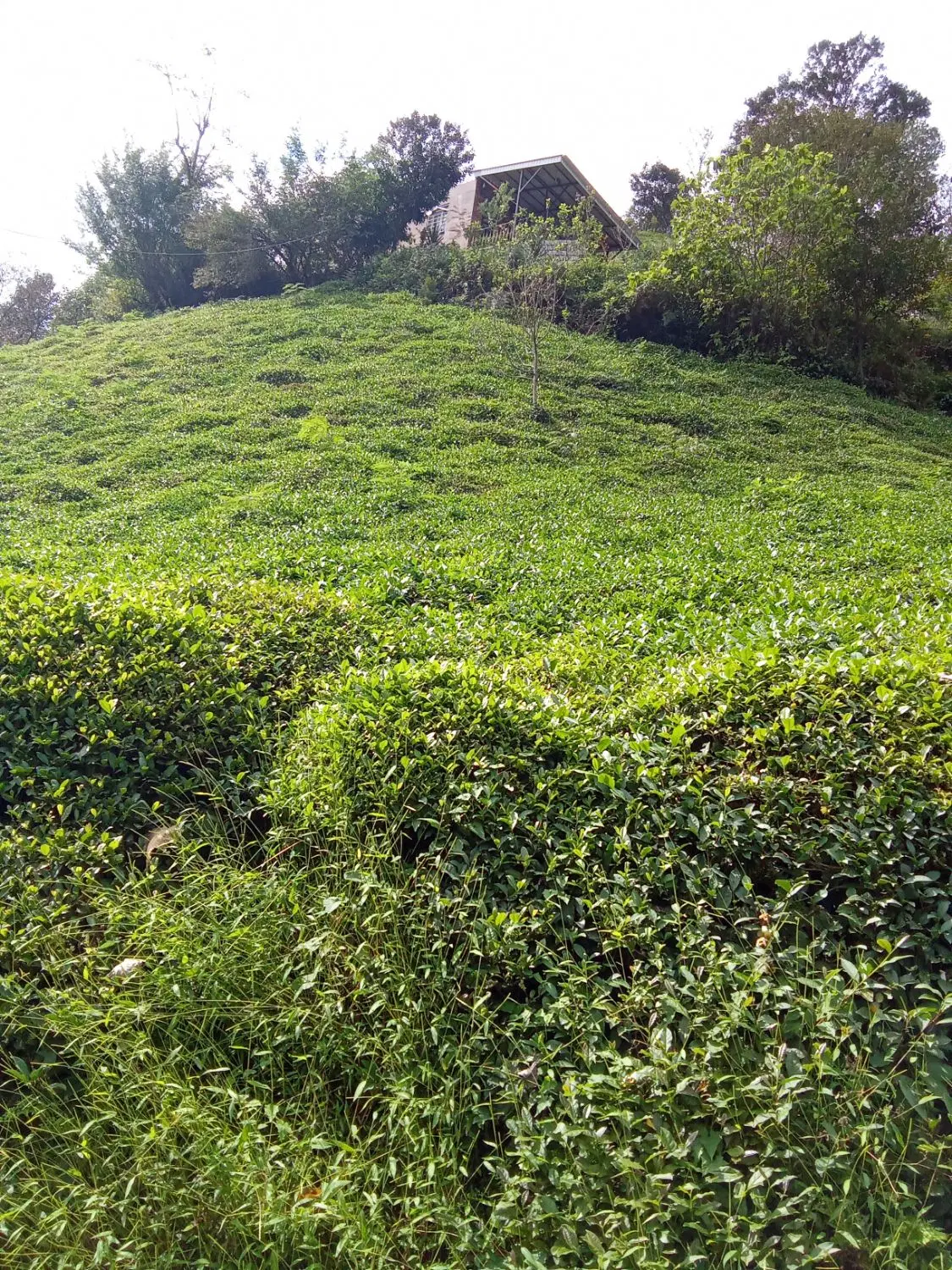 تصویر املاک 136541