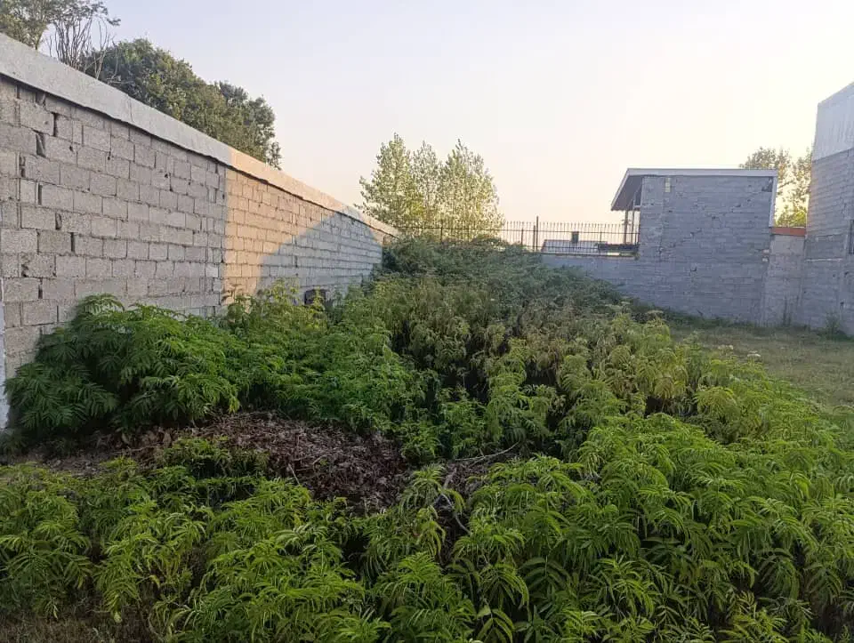 تصویر املاک 17331