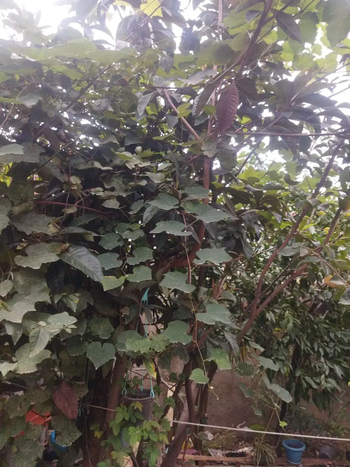 تصویر املاک 6048
