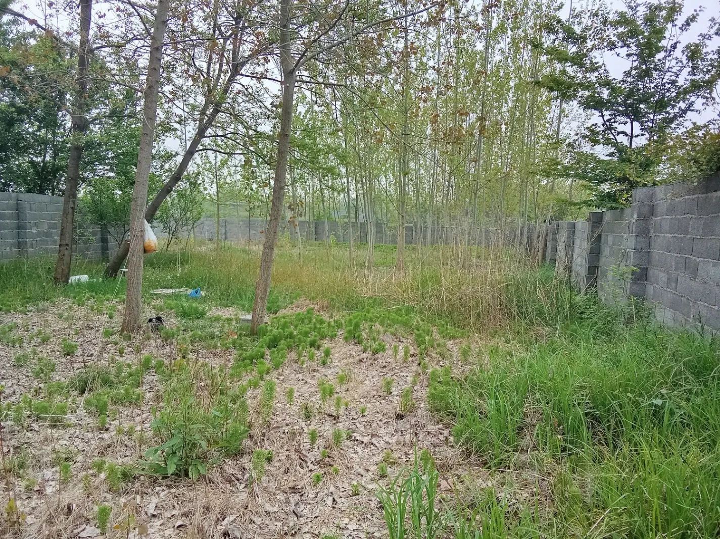 تصویر املاک 133417