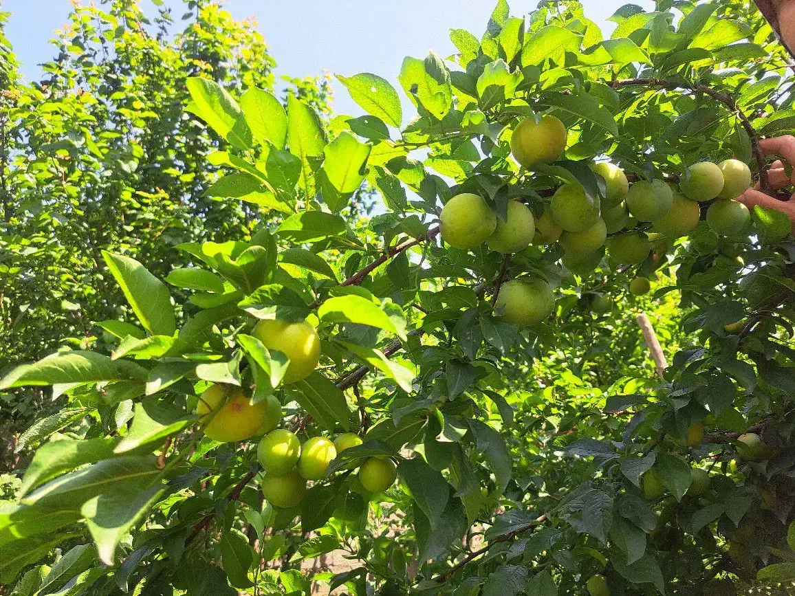 تصویر املاک 10063