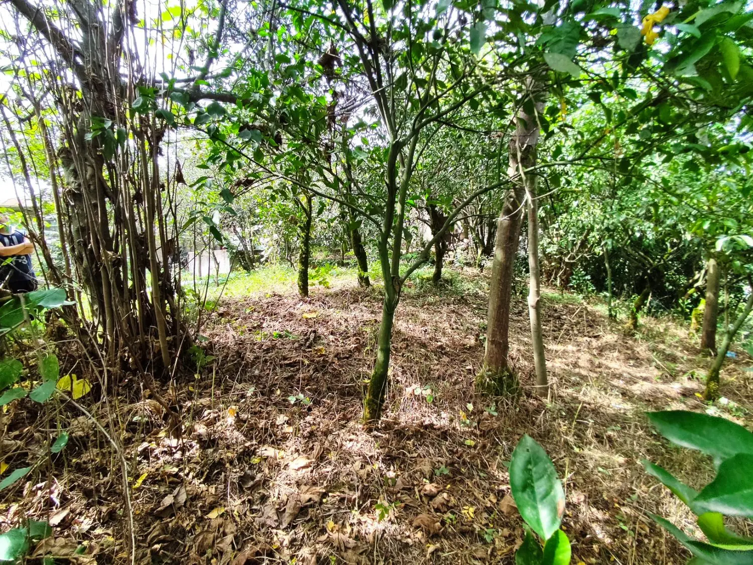 تصویر املاک 116852