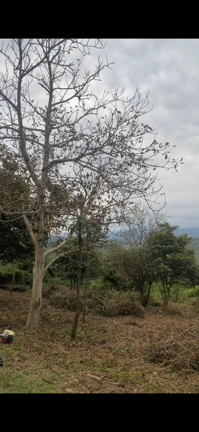 تصویر املاک 59343