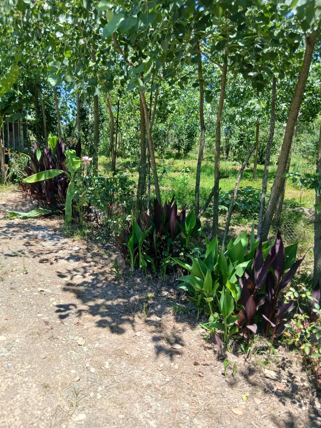 تصویر املاک 62912