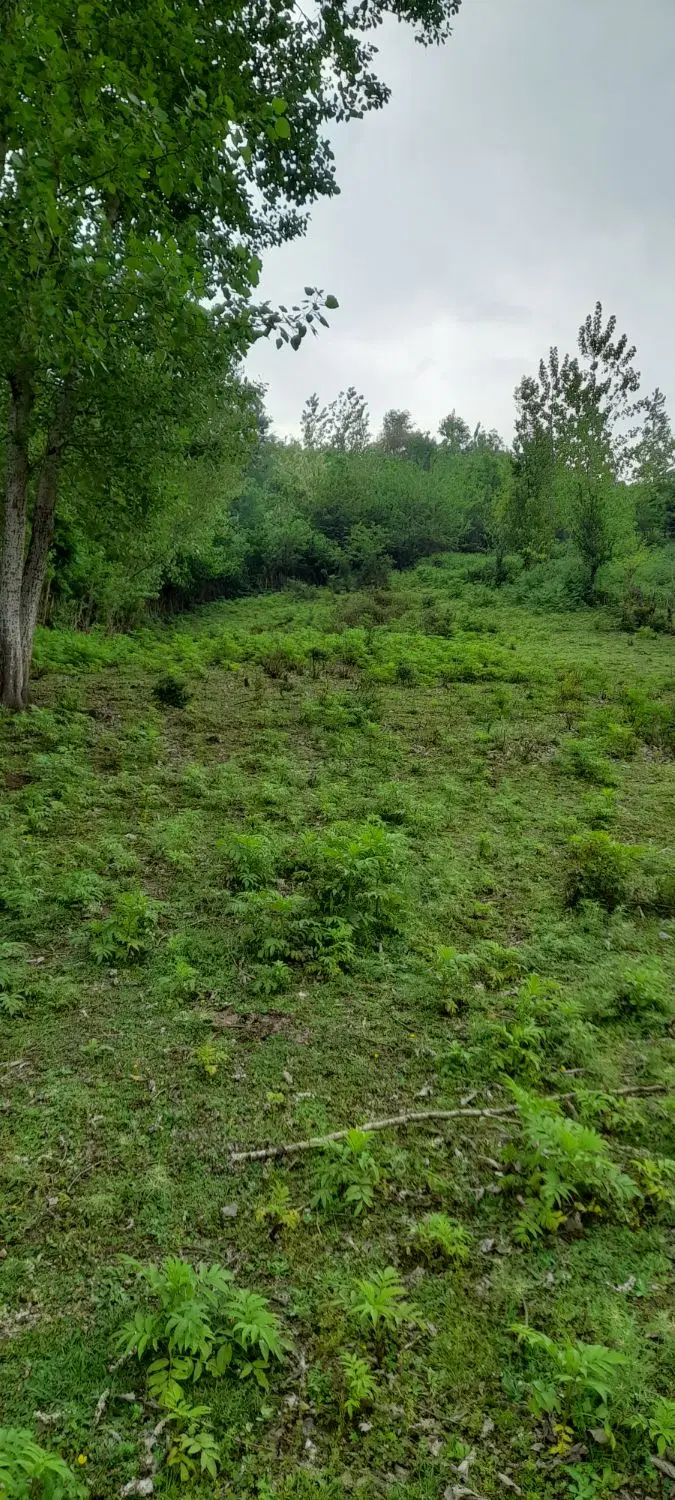 تصویر املاک 133602