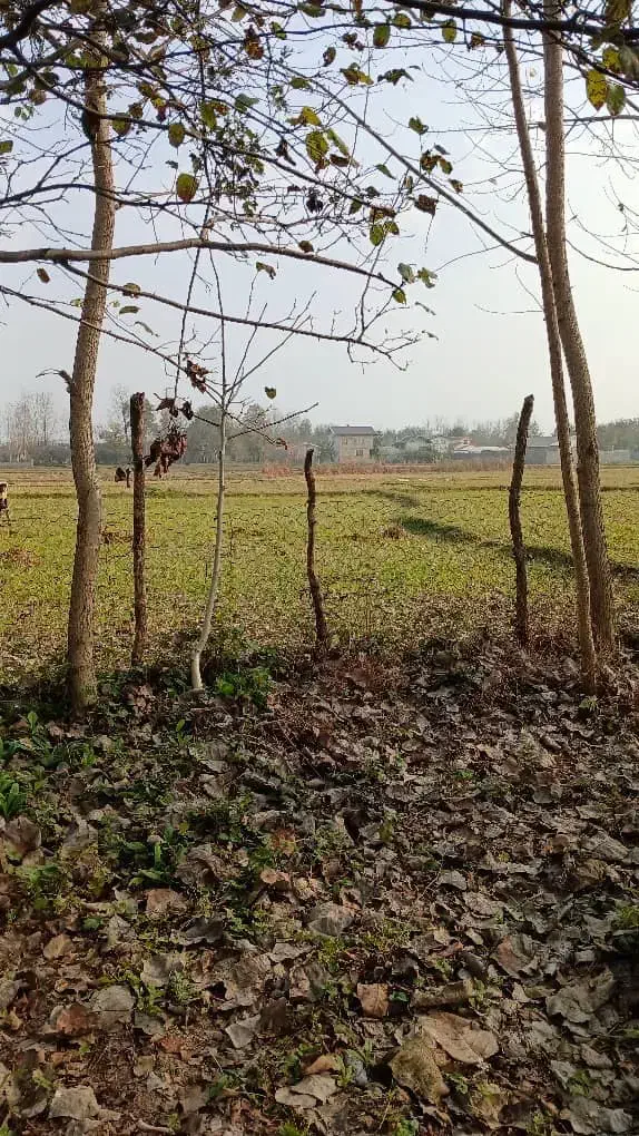 تصویر املاک 36032