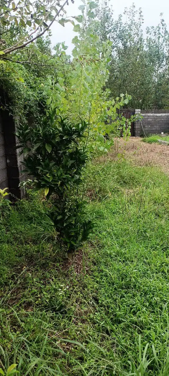 تصویر املاک 124462