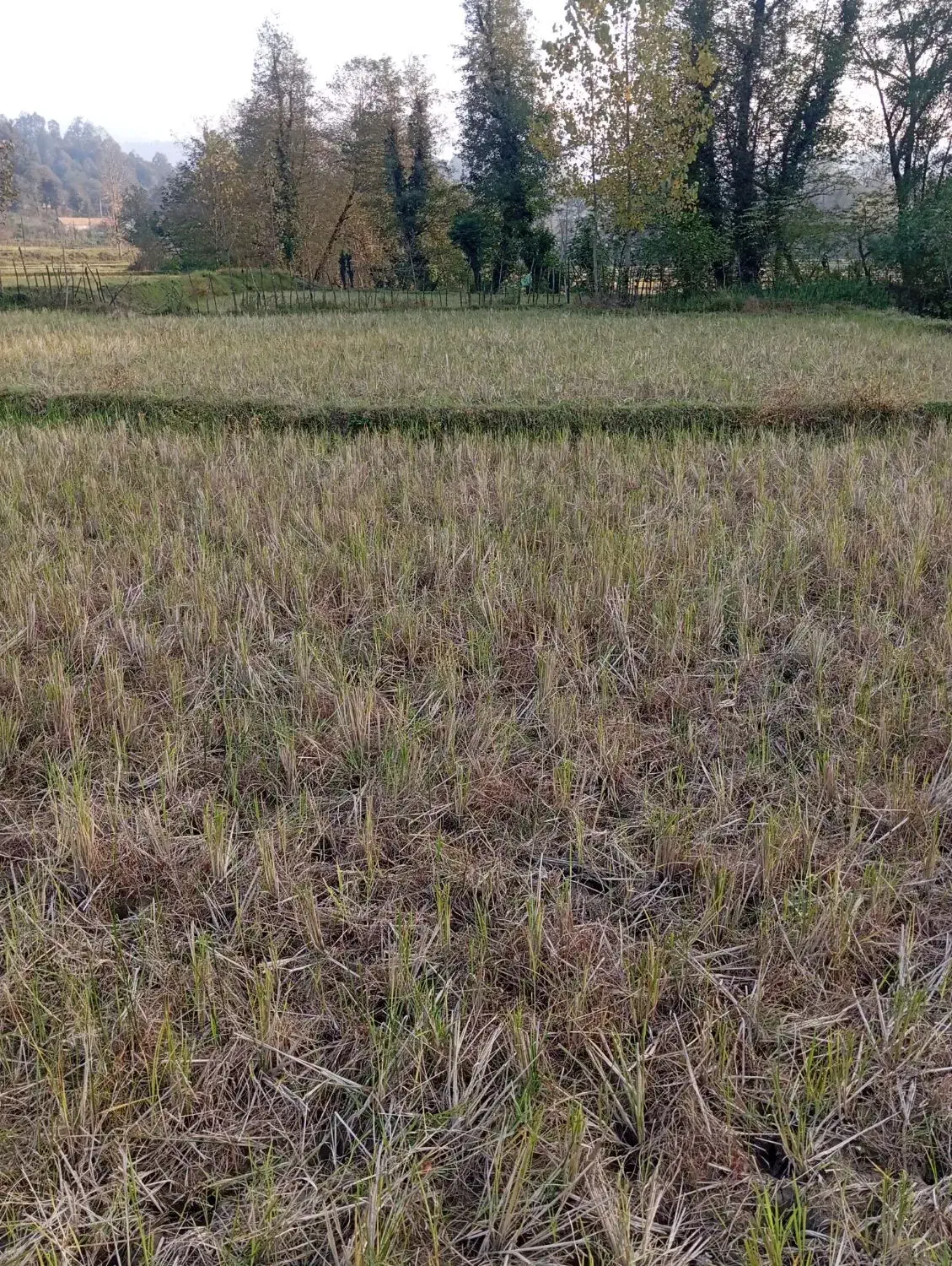 تصویر املاک 38737
