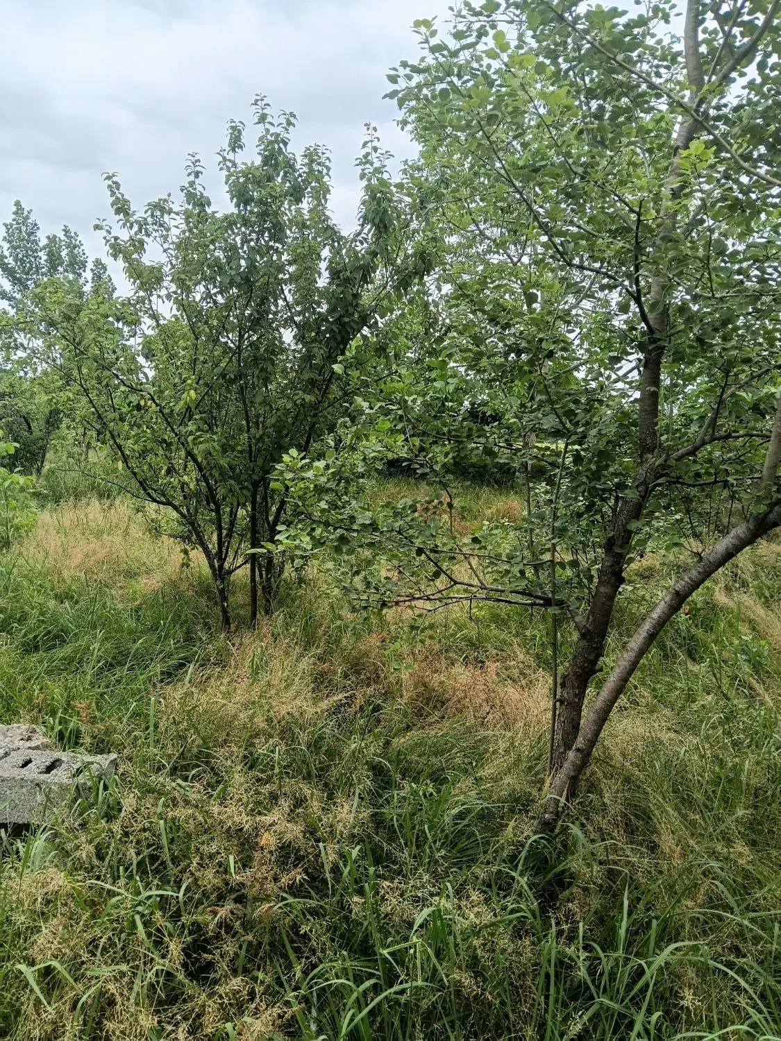 تصویر املاک 135859