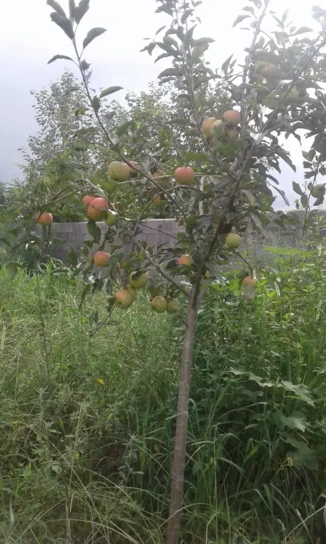 تصویر املاک 17660