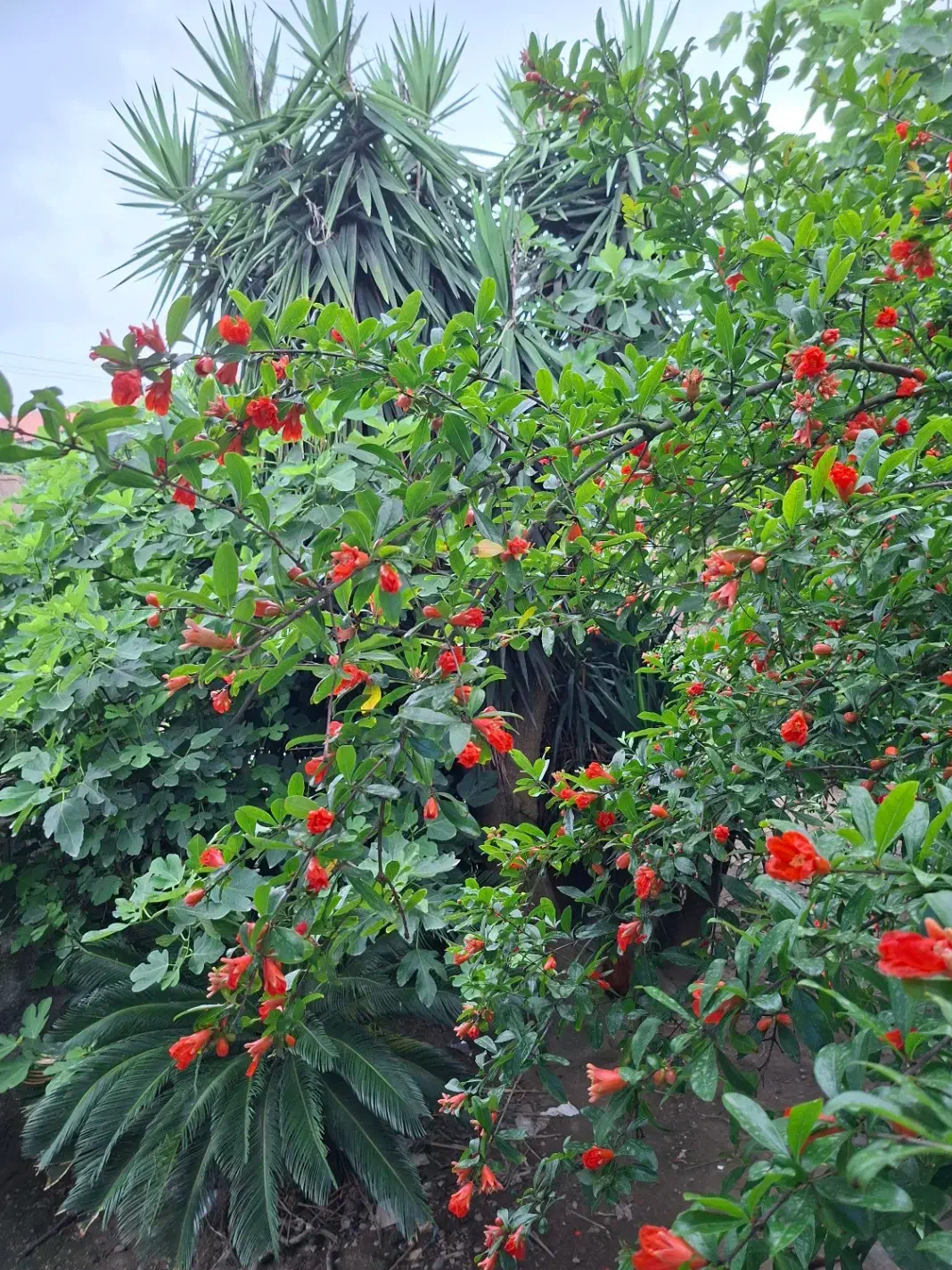 تصویر املاک 46223