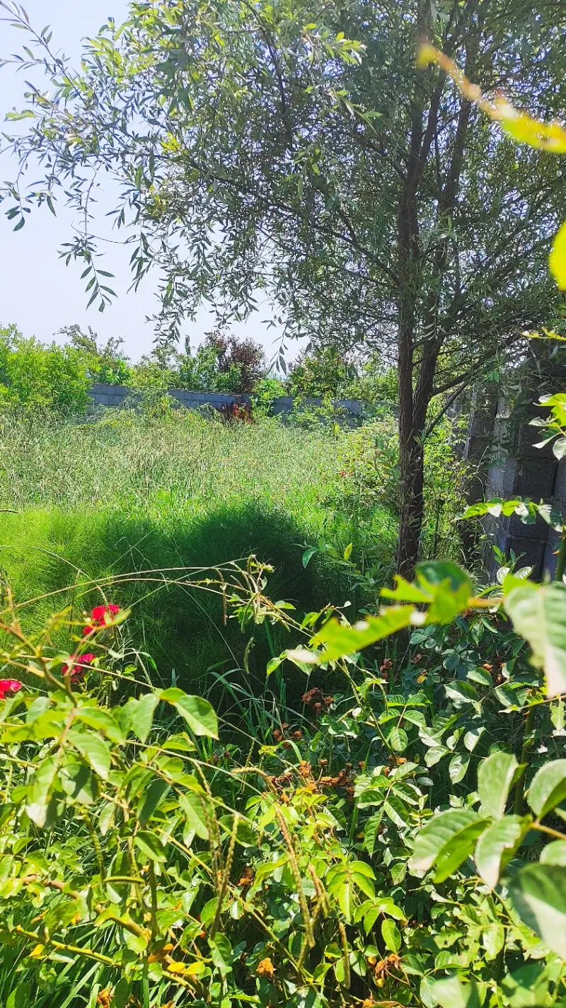 تصویر املاک 88944