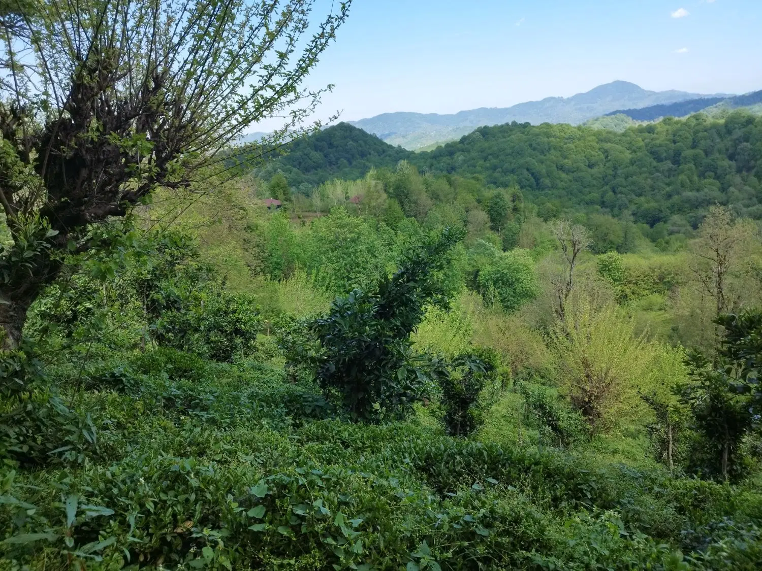 تصویر املاک 136557