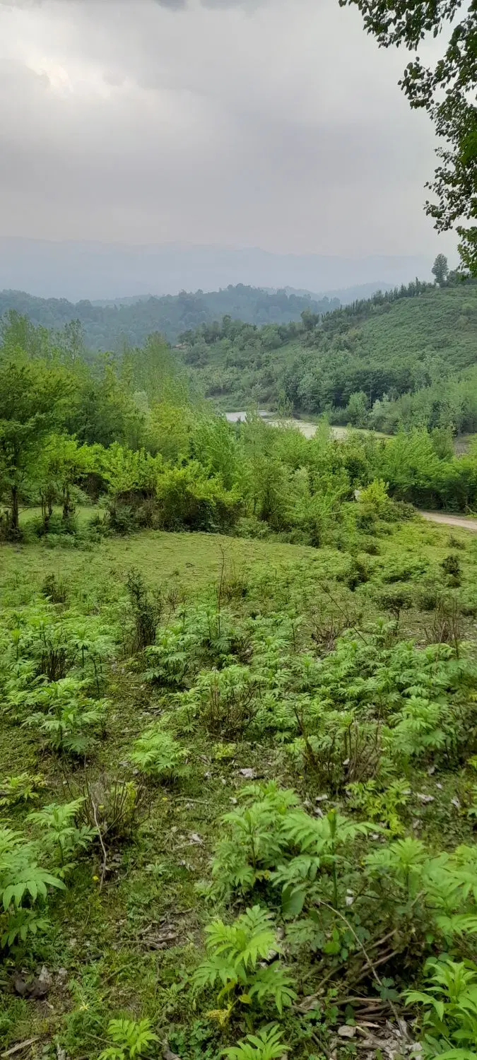 تصویر املاک 133603