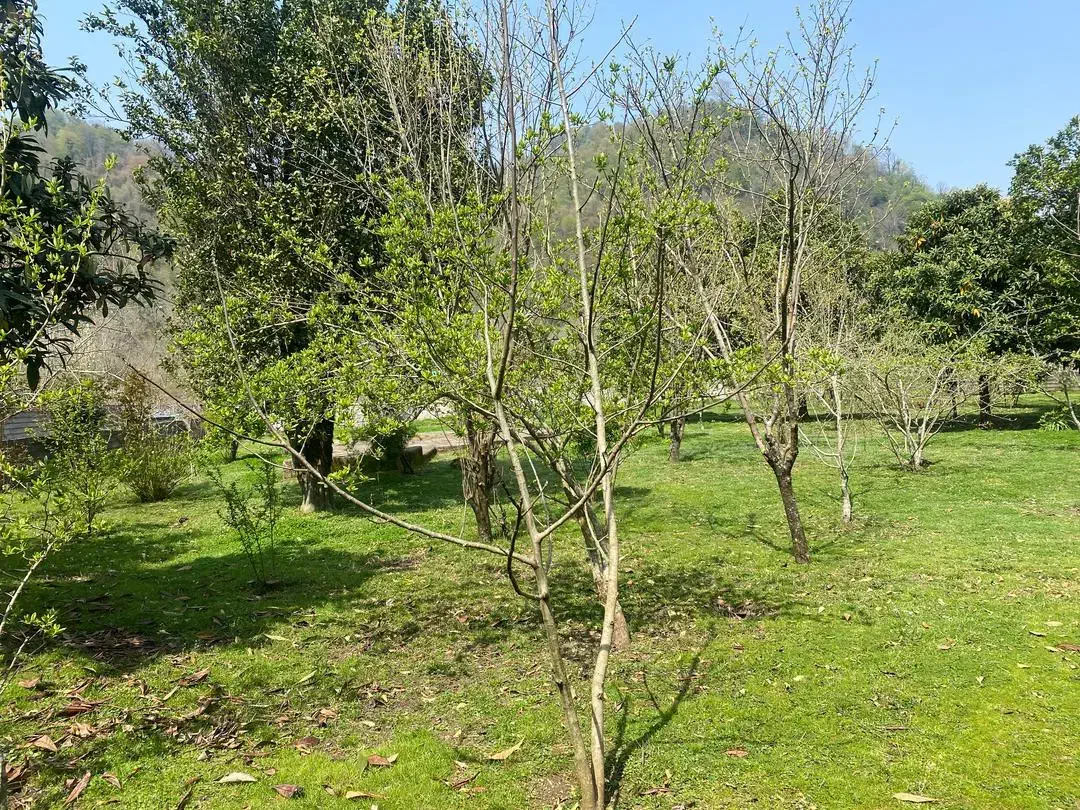 تصویر املاک 5335