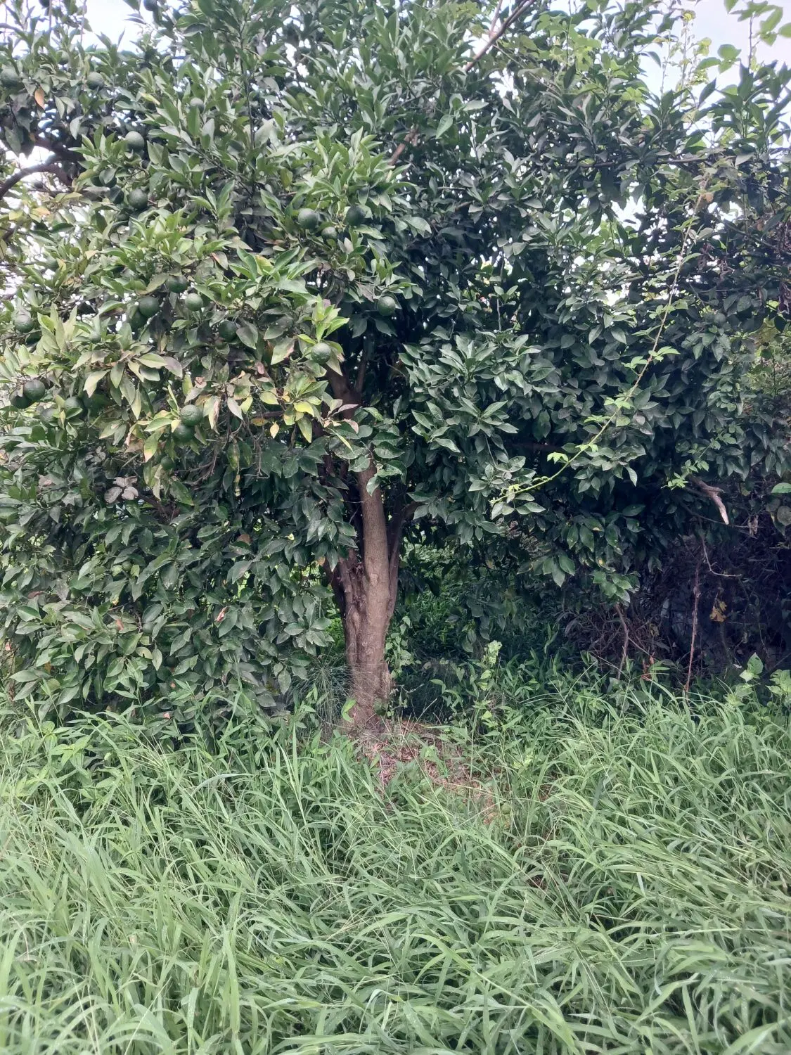 تصویر املاک 121490