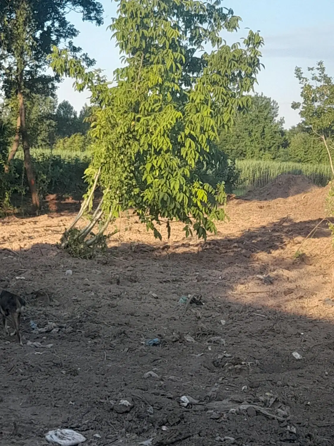 تصویر املاک 57516