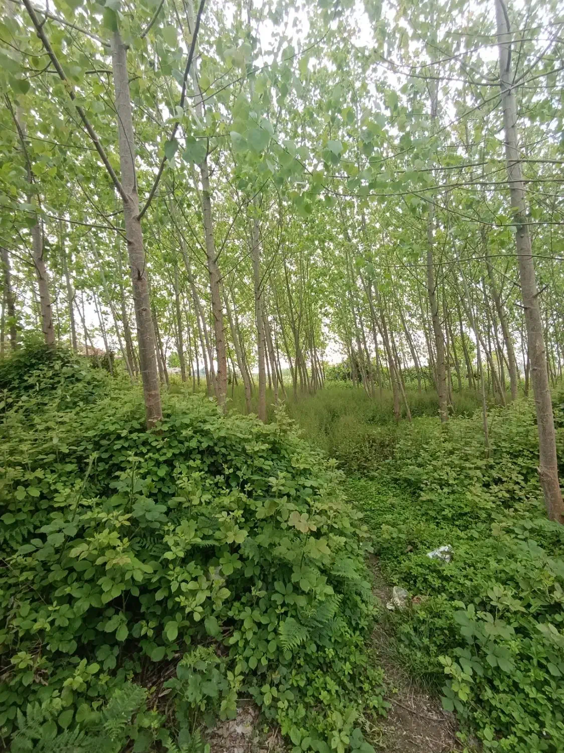 تصویر املاک 35835