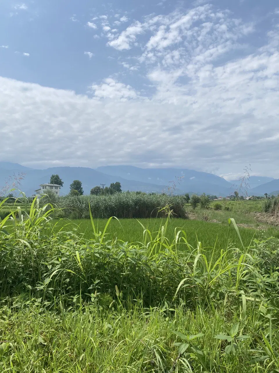 تصویر املاک 114308