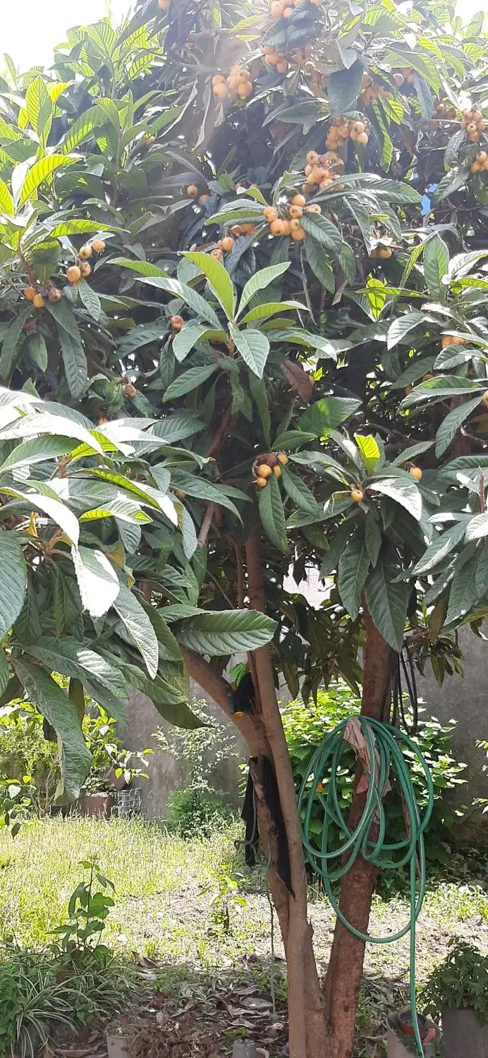 تصویر املاک 27198