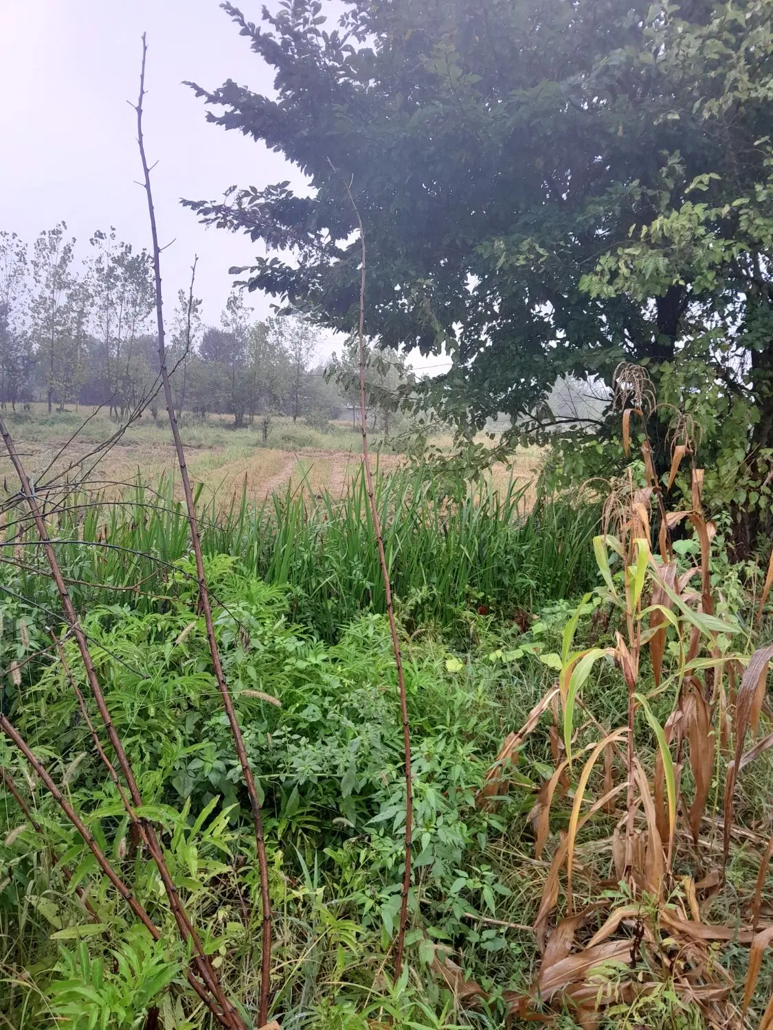 تصویر املاک 103824