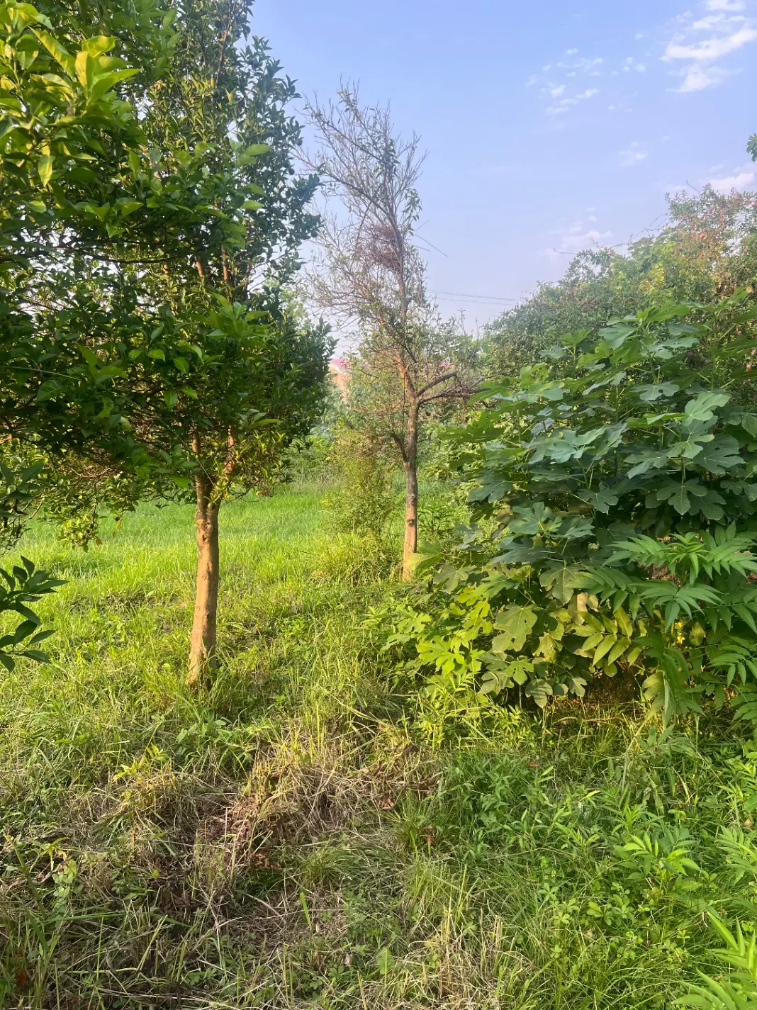 تصویر املاک 96792