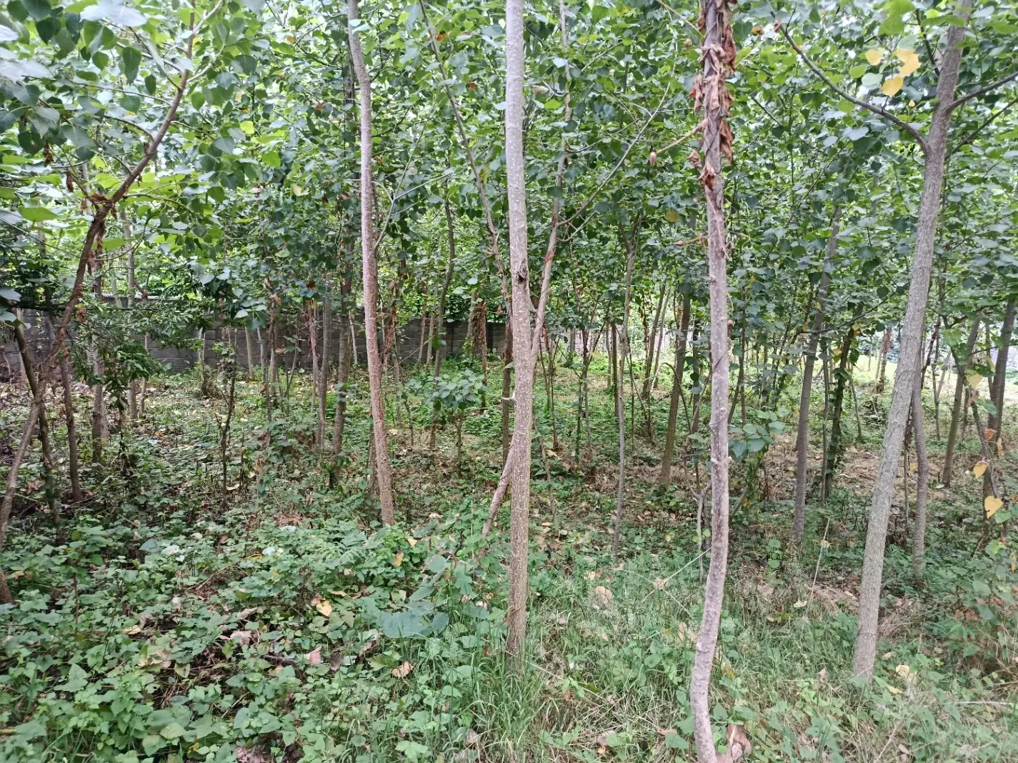 تصویر املاک 105262