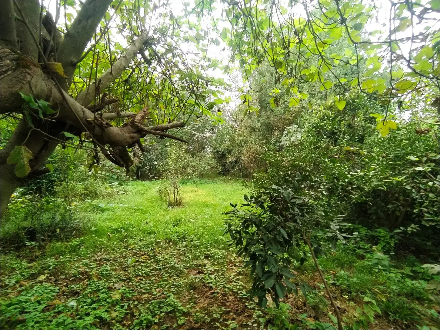 تصویر املاک 59957