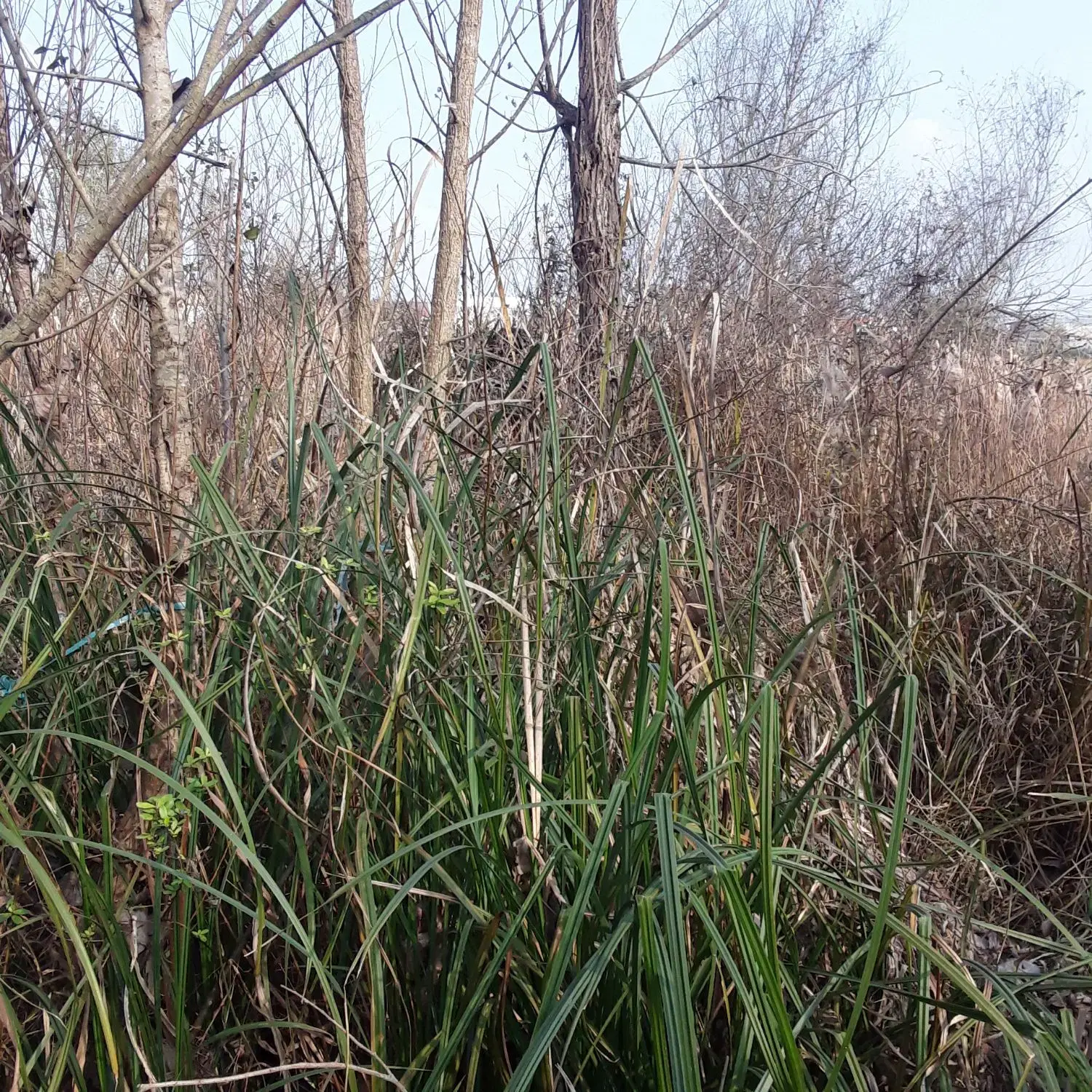 تصویر املاک 64547