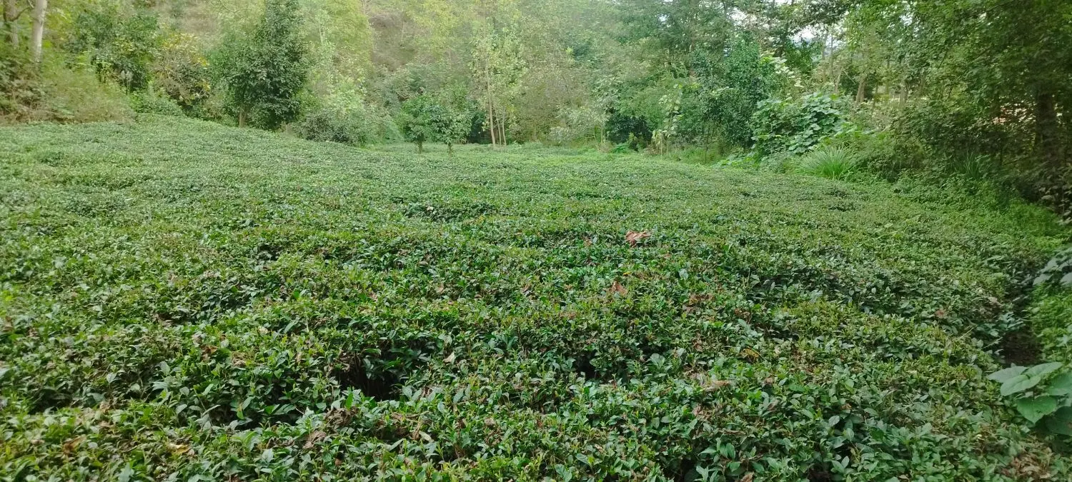 تصویر املاک 124193