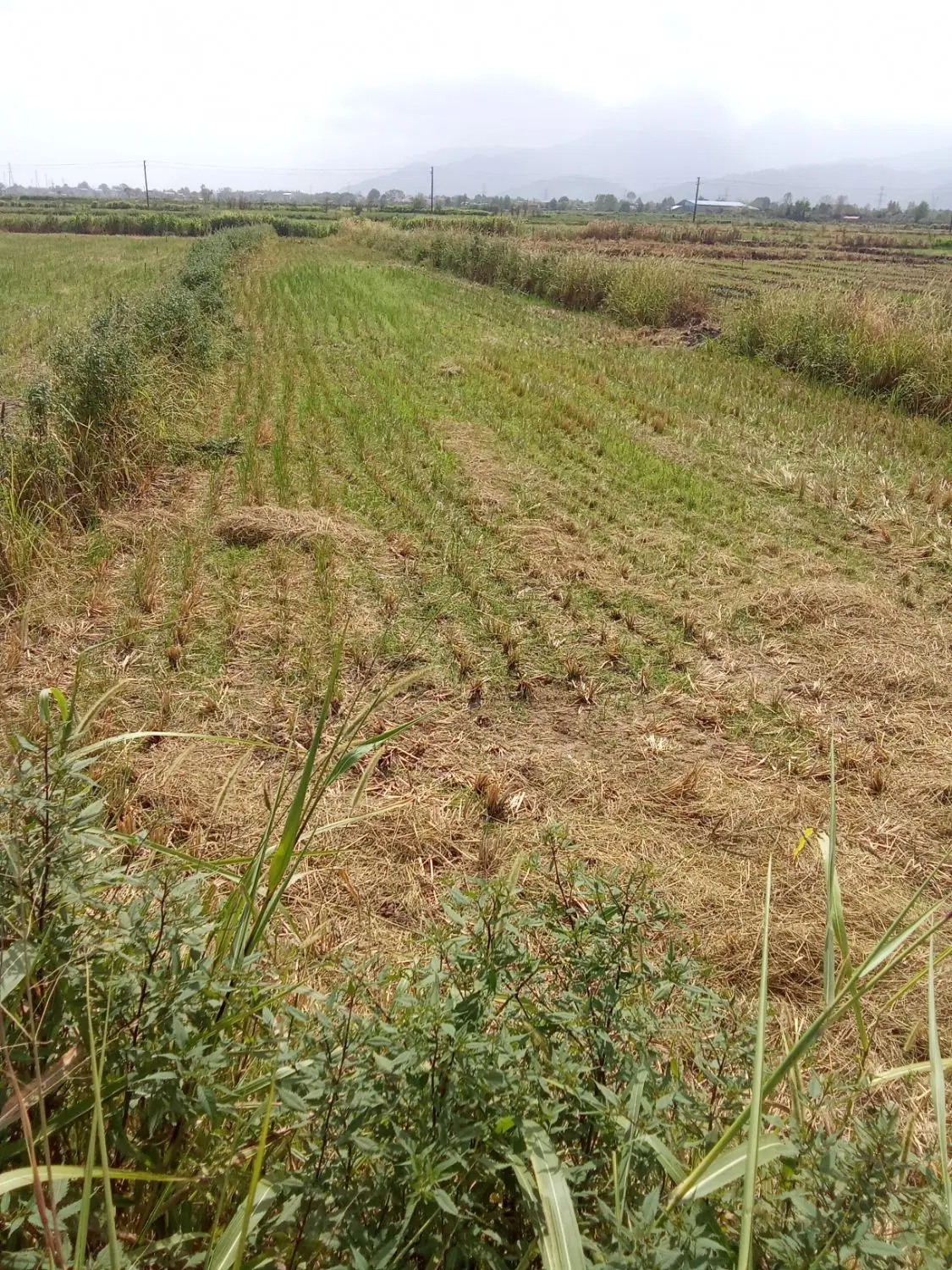 تصویر املاک 116868