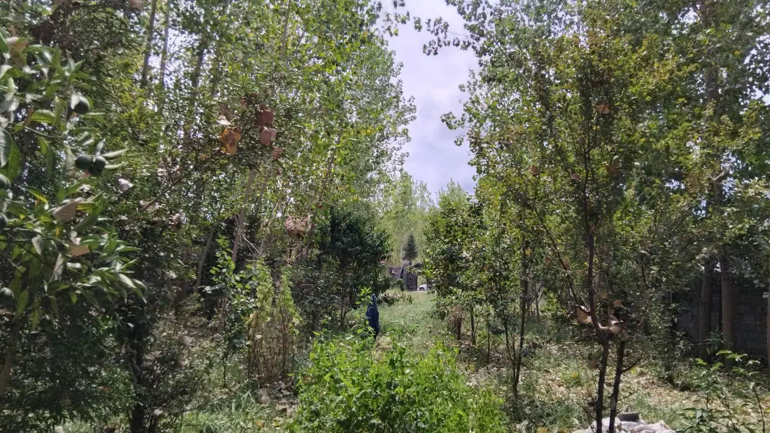 تصویر املاک 66955