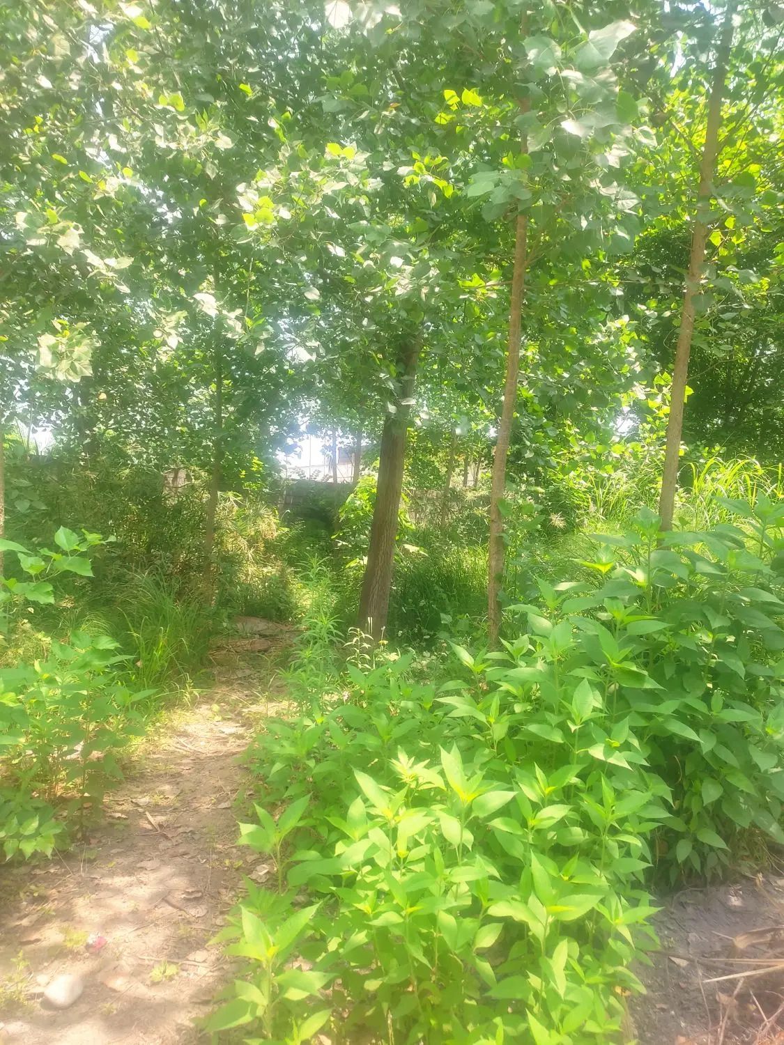 تصویر املاک 66855