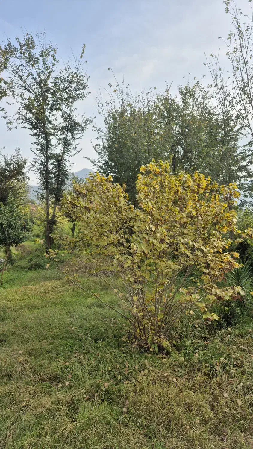 تصویر املاک 35587