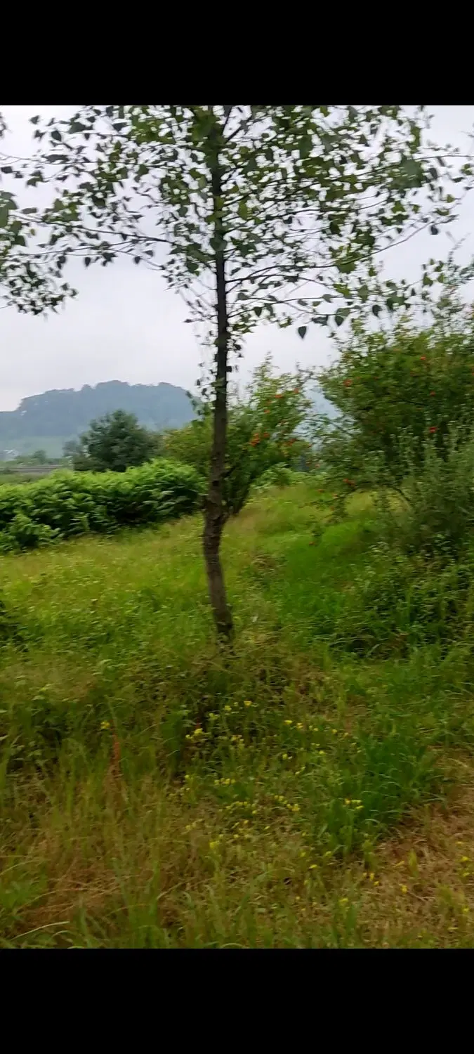 تصویر املاک 83405