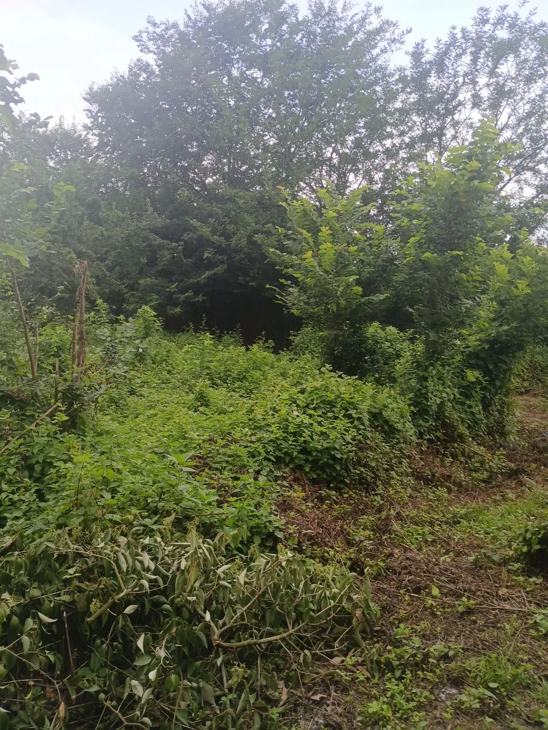 تصویر املاک 64220