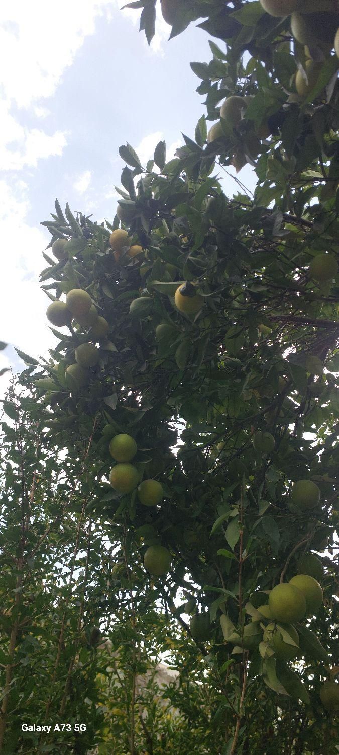 تصویر املاک 4927