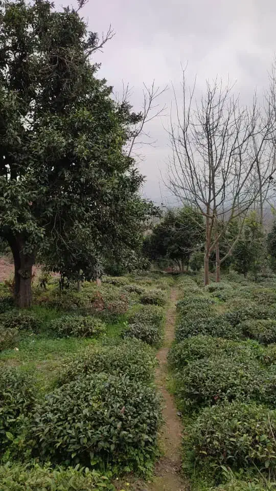 تصویر املاک 37548
