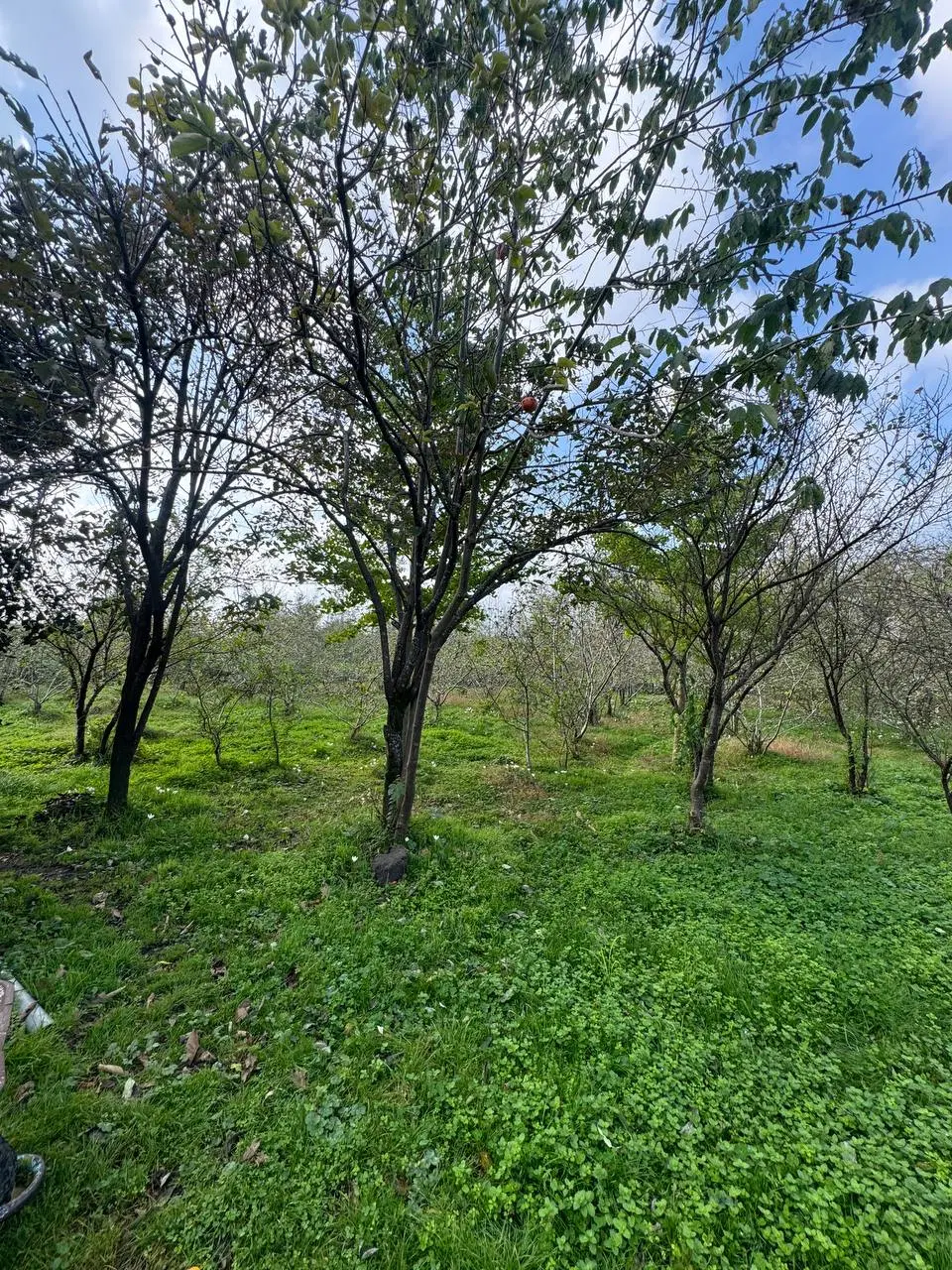 تصویر املاک 45358