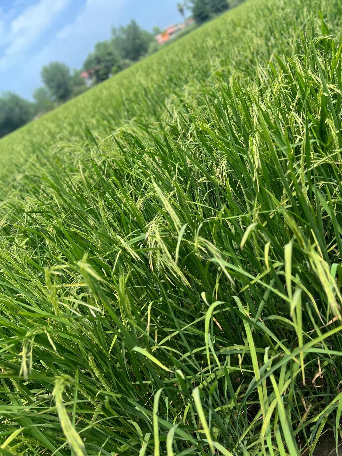 تصویر املاک 38070