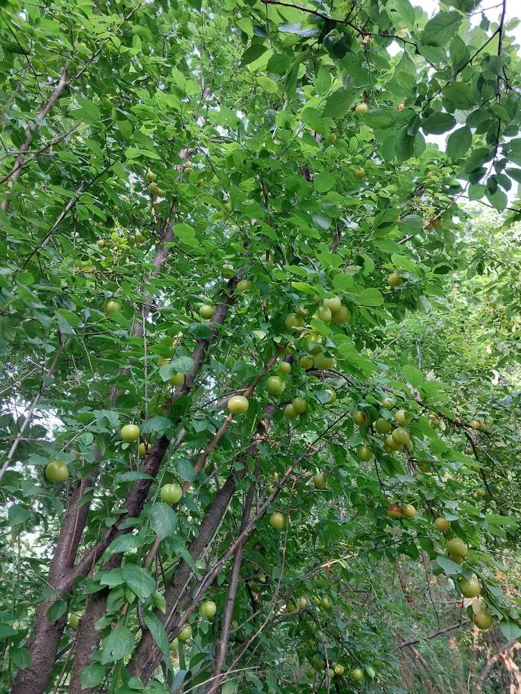 تصویر املاک 129153