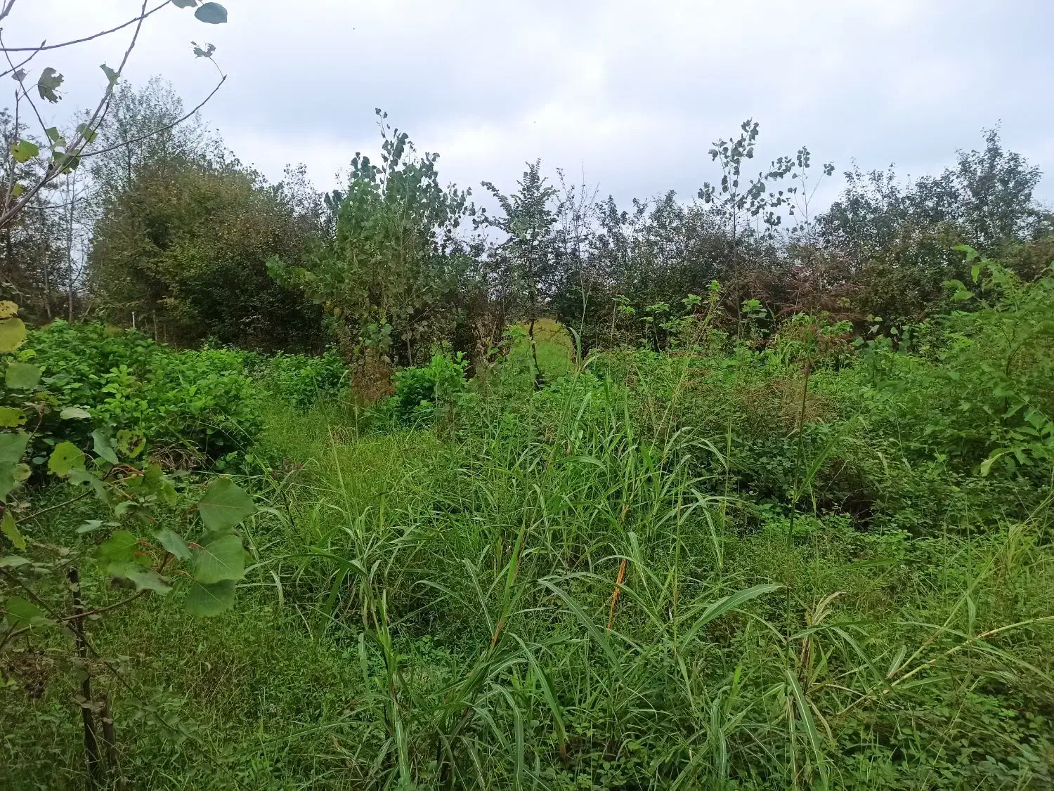 تصویر املاک 5562